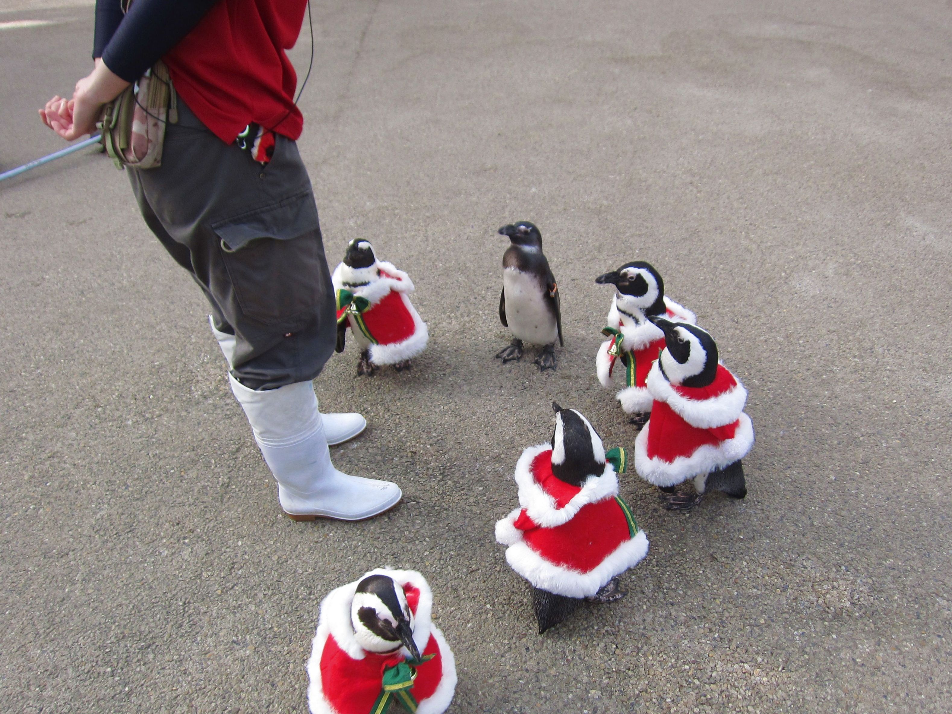 松江フォーゲルパークのペンギンたちもクリスマスの用意をしているようです 話題の画像プラス 松江フォーゲルパークのペンギンたちもクリスマスの用意をしているようです 話題の画像プラス