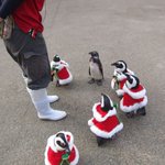 松江フォーゲルパークのペンギンたちもクリスマスの用意をしているようです!!