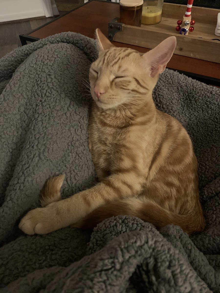 orangemenace_'s tweet photo. sleepy Man https://t.co/F5gdHOm6Dv