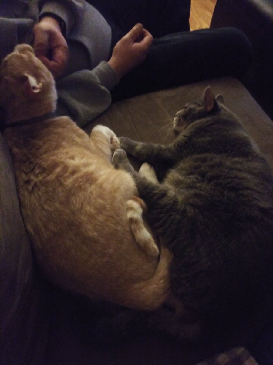 MrsMom1027's tweet photo. @MarySonjaTudor Toby (orange) and Gracie https://t.co/vrXTYHRJaL
