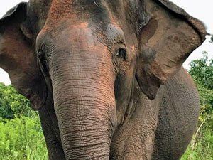 Global Sanctuary for Elephants tweet media