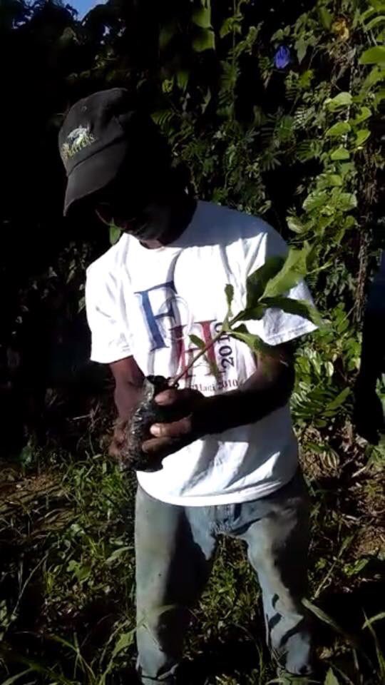 HaitiTrees's tweet photo. Trees always seem to give  people hope!  #milliontreeshaiti #reforestation #unmilliondarbres #nyfriendsofhaiti #friendsofhaiti2010 https://t.co/NvrP0cElV5