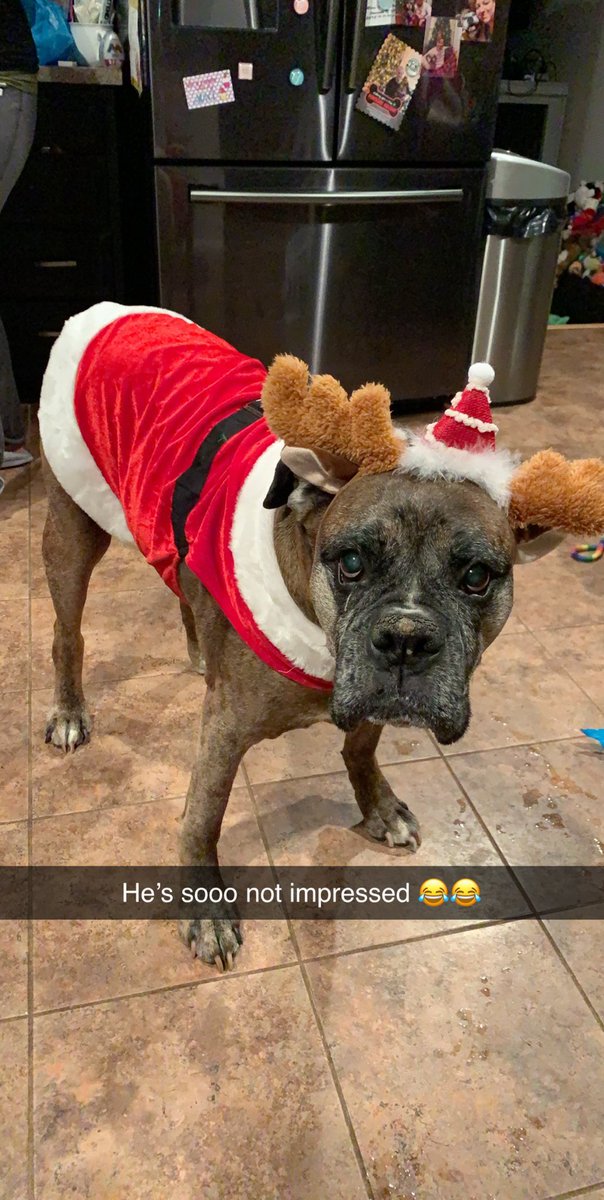 Hickey2310's tweet photo. My FatBoy 😍😍 ... he loves to wear clothes but hates things on his head 😂 ... #seniorboxer #ilovemydog #heis12yearsold #FatBoy https://t.co/K2EM7Gpg3C