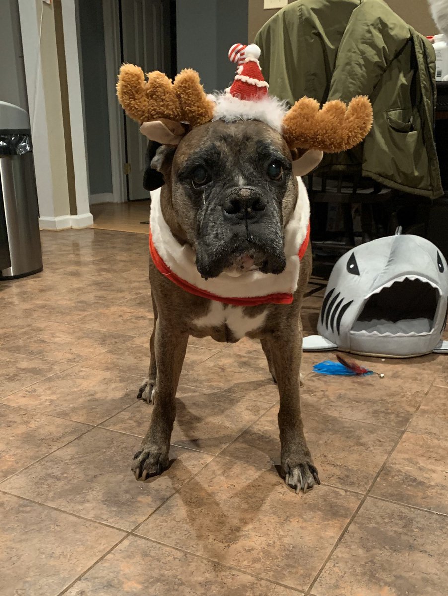 Hickey2310's tweet photo. My FatBoy 😍😍 ... he loves to wear clothes but hates things on his head 😂 ... #seniorboxer #ilovemydog #heis12yearsold #FatBoy https://t.co/K2EM7Gpg3C