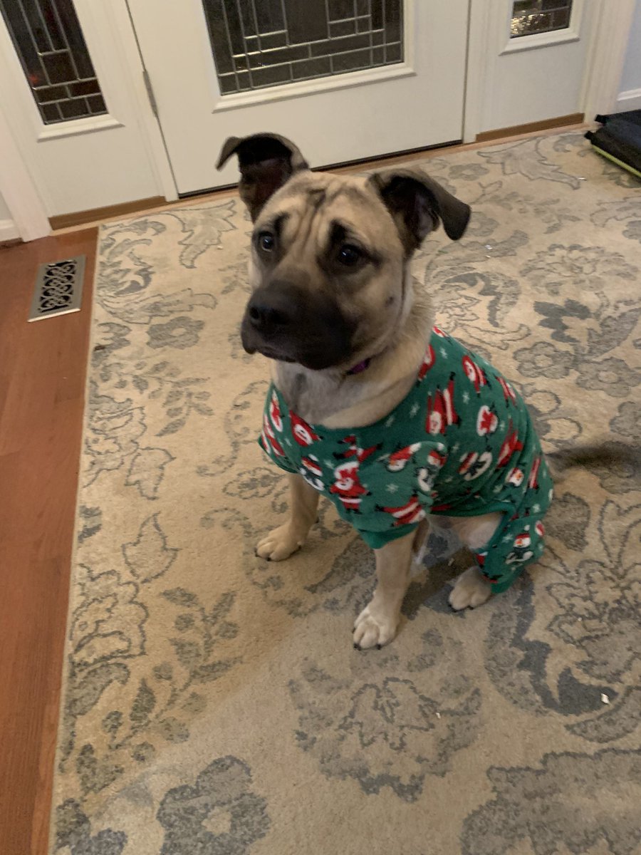 PKBurchick's tweet image. Christmas jammies #readyforSanta 🐶@rlburchick