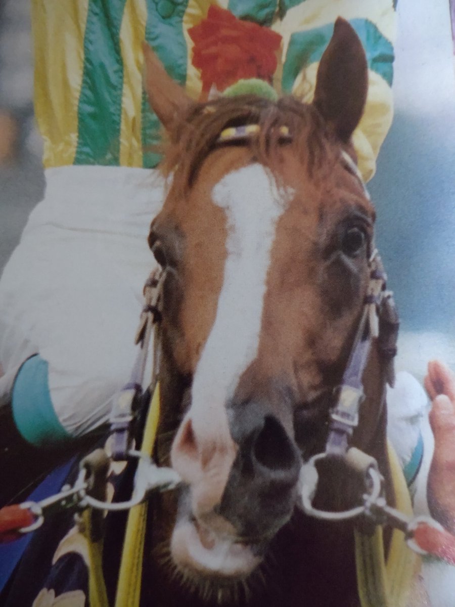 Stay Dream いよいよ暮れの大一番 第64回 有馬記念ですね 今年は3頭もの歴代優勝馬 が天へと旅立つことになりましたが 豪華メンバーが集結した一戦 それぞれの想いを乗せて どんなドラマが待っているのでしょうか 有馬記念 マヤノトップガン