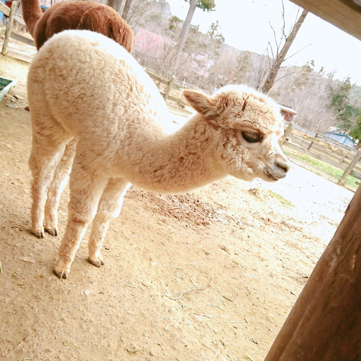 リリィ アルパカ牧場 唾飛ばされたけどふわふわだから許した