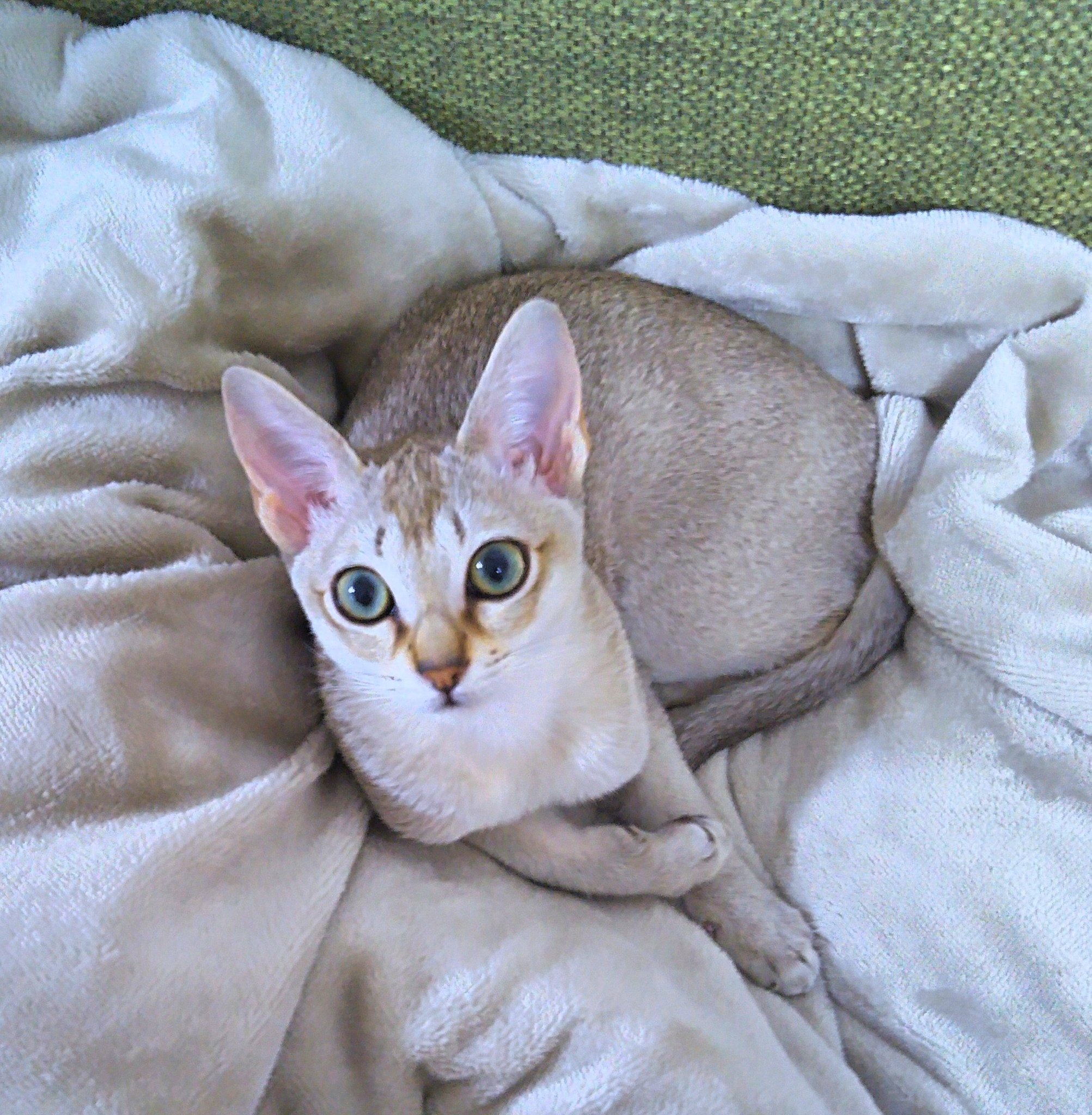 シンガプーラ 猫は癒し Shingapura Twitter