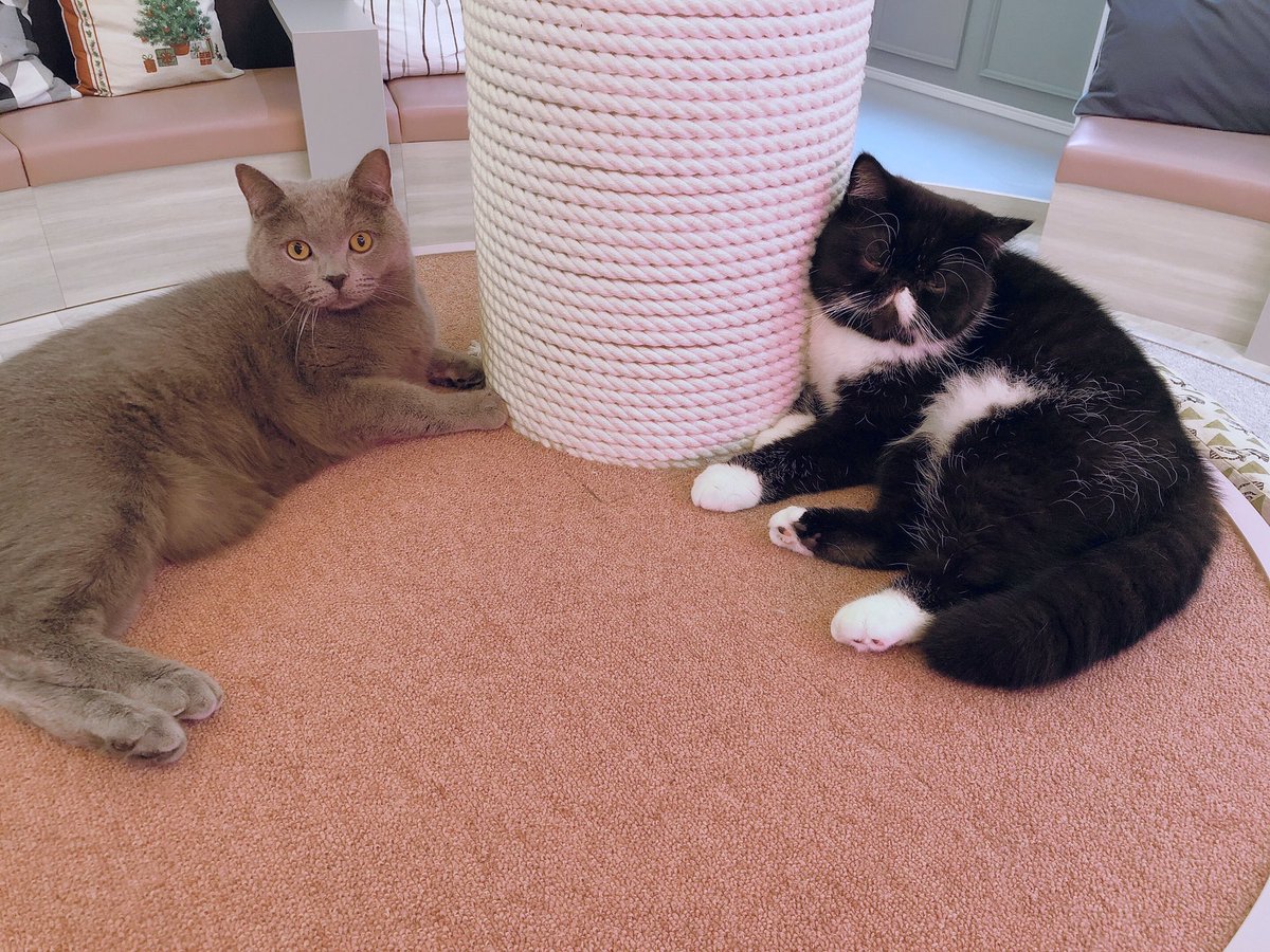 猫カフェmeow ミャオ On Twitter シンクロしてる大吉くんとのり 猫カフェmeow ミャオ On Twitter シンクロしてる大吉くんとのり