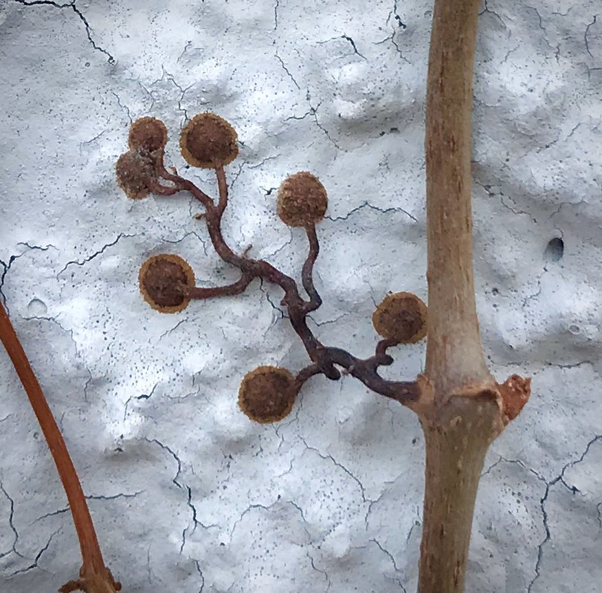 bellemare_jesse's tweet photo. With leaves off for winter, the adhesive #tendrils of #Parthenocissus quinquefolia (#Vitaceae) #vine sneaking up porch wall are on full display. Fascinating system in which tips soften &amp; spread on contact, exuding a powerful adhesive that locks to surface.
https://t.co/1zn0dcttUF https://t.co/j4C5H0mPaQ
