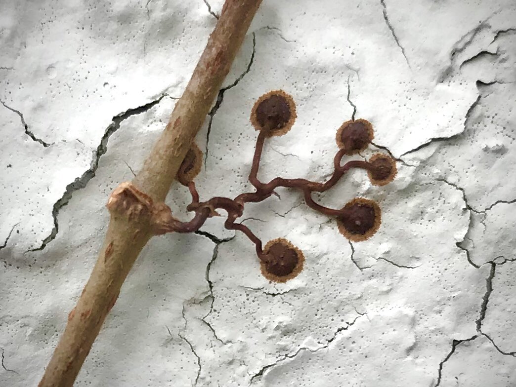 bellemare_jesse's tweet photo. With leaves off for winter, the adhesive #tendrils of #Parthenocissus quinquefolia (#Vitaceae) #vine sneaking up porch wall are on full display. Fascinating system in which tips soften &amp; spread on contact, exuding a powerful adhesive that locks to surface.
https://t.co/1zn0dcttUF https://t.co/j4C5H0mPaQ