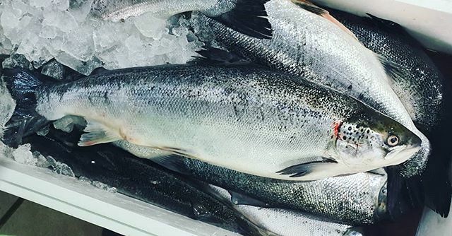 FishTransporter's tweet photo. سالمون 4_5 كيلو 
5.300 للكيلو
سالمون 2_3 كيلو 
4.400 للكيلو 
شامل التنظيف
Call / Whatsapp  اتصل / واتساب
35403474
35403474

توصيل اسماك طازجة لجميع مناطق البحرين بدينار ونصف فقط، توصيل مجاني لجميع الطلبات  ١٠ كيلو+ 
We deliver Fresh Fish to anywhere in B… https://t.co/EqlOTa1o9W https://t.co/7AeQSsLATm