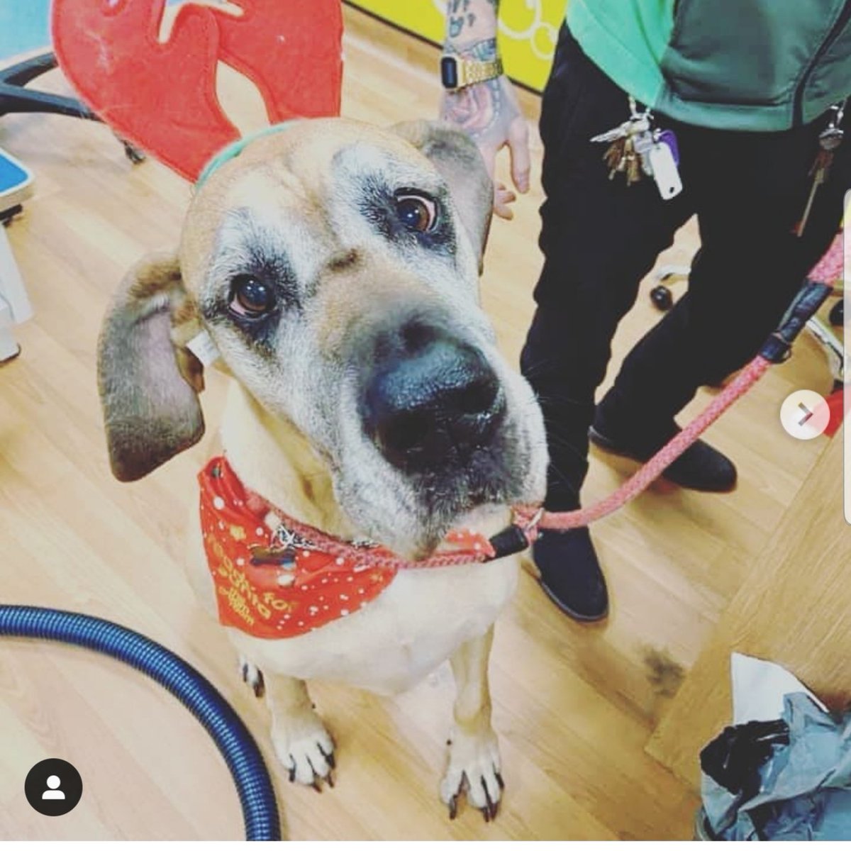 PetsathomeN's tweet photo. PetsatHome Northampton 

 How beautiful is Anya the great Dane!? loved her bath and brush yesterday! Can't wait to see her again :) 😊❤😋🥰🤶🎅 https://t.co/SFxYe3Ajoi