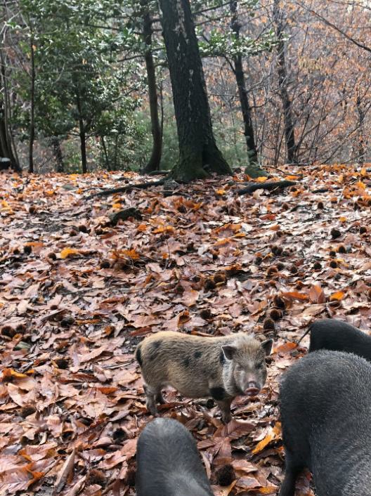 MariottiStefano's tweet image. Buona domenica #parcospinaverde #golosiditrail olè ,👣🏃‍♂️🏃‍♂️🏃‍♂️🏃‍♂️