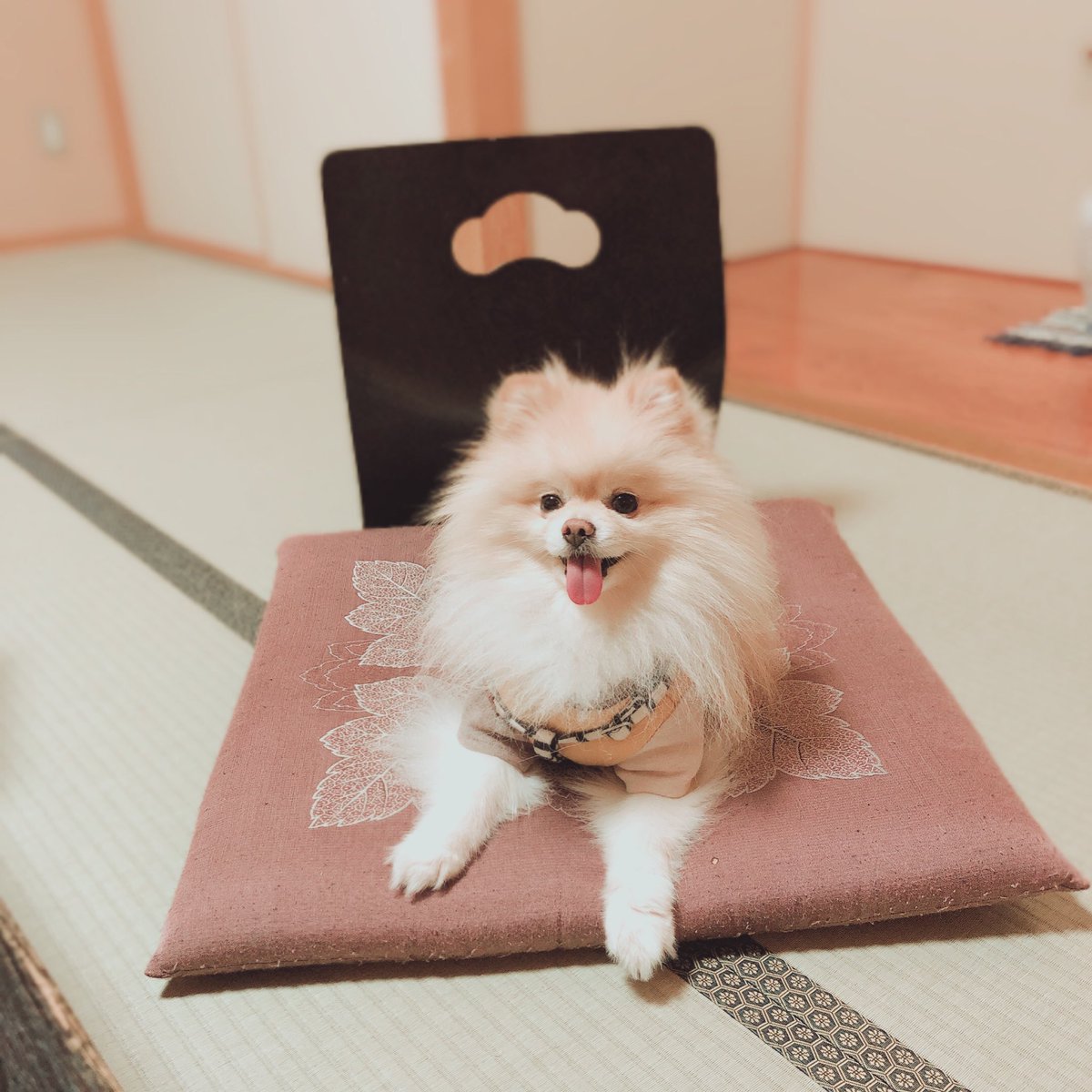 279suki's tweet photo. 滋賀県須賀谷温泉へ❤︎
ドライブ、お宿、ドッグラン、カフェの2日間でした!!どこもスタッフさんが親切で、滋賀県よかったです!
🚗♨️🐶☕️🚗
#須賀谷温泉
#Ankare
#96cafe https://t.co/Plb8UvV2ez