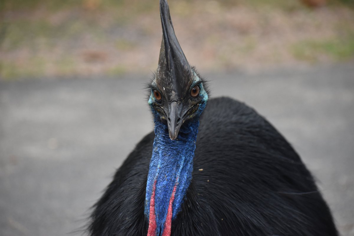 close up of adult cassowary head and some of its body with black feathers, blue and red throat, it has long eyelashes