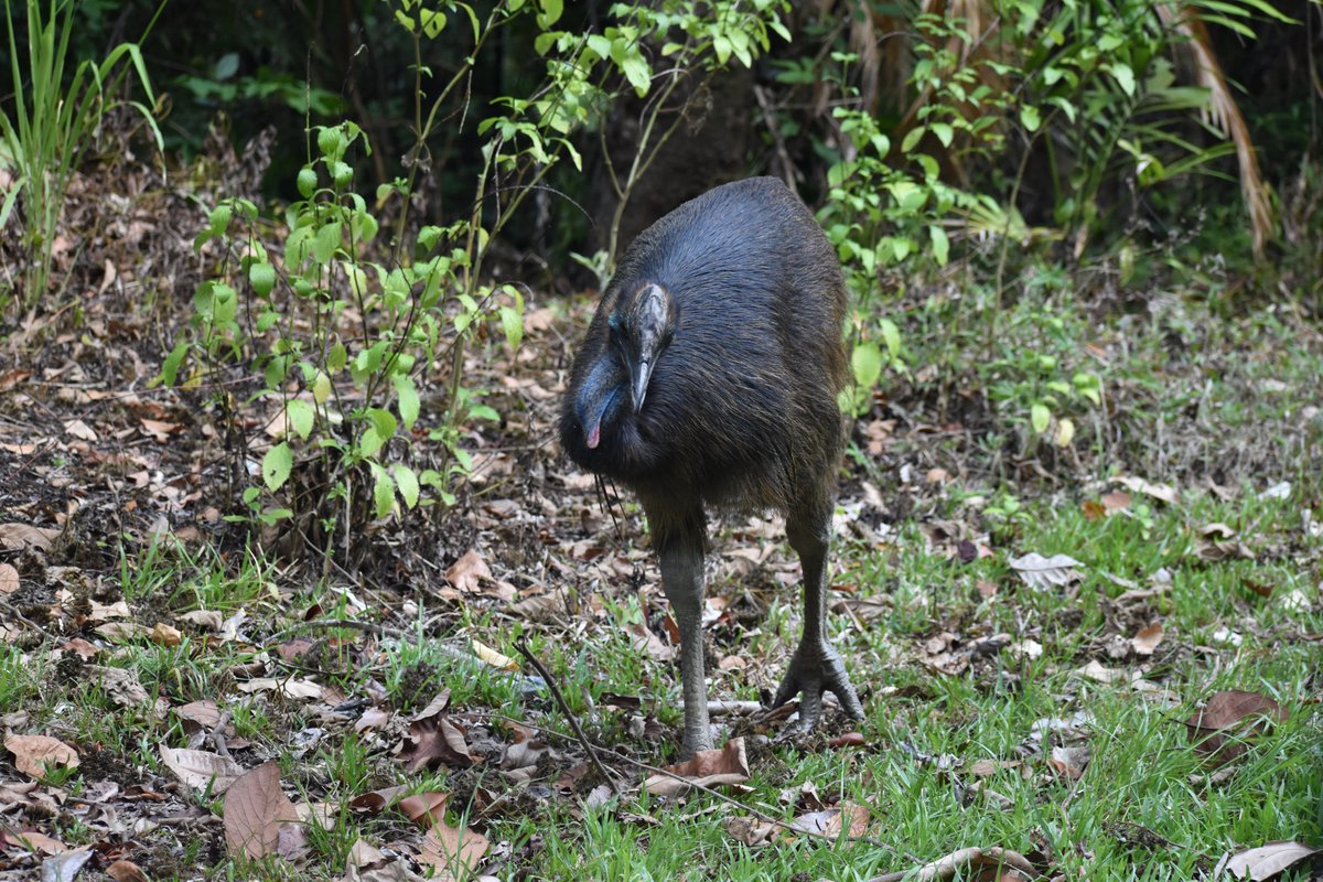 juvenile cassowary walking in front of trees, showing beginning of blue and red colours developing under tawny brown feathers, and ridge of developing casque.
