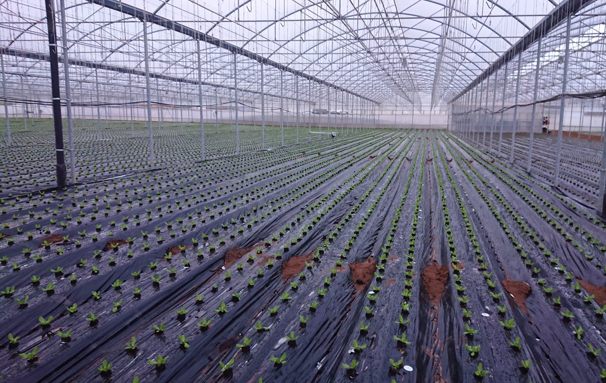 evja_'s tweet photo. Here is our latest installation last week in the Pontine area of the southern countryside of Lazio region.
What a wonderful greenhouse plant!
#evja #climatecontrol #greenhouse #zeroresidue https://t.co/eBQxm7qtAP