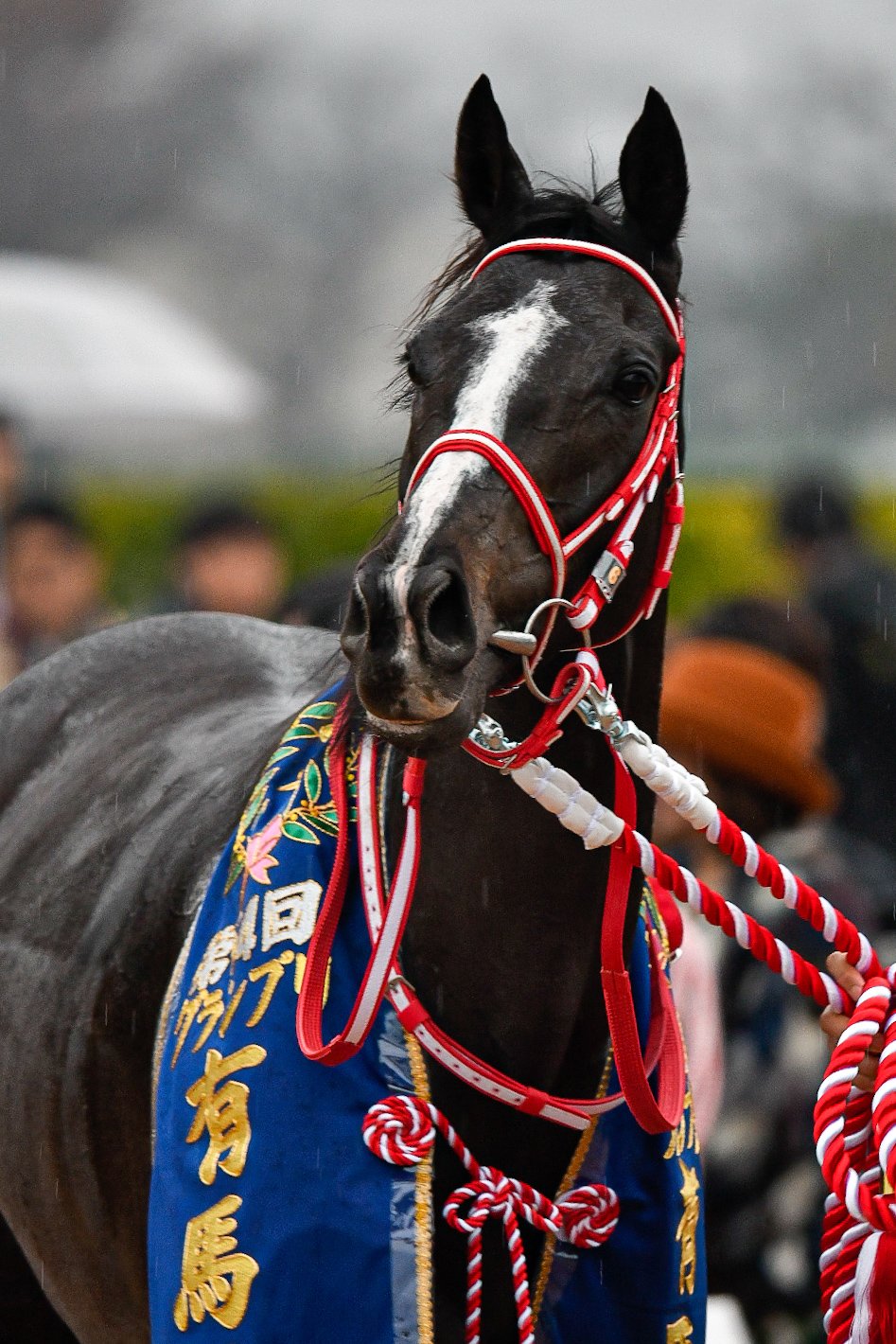 タグ付き新品レア有馬記念優勝馬　リスグラシュー sleep on X: 
