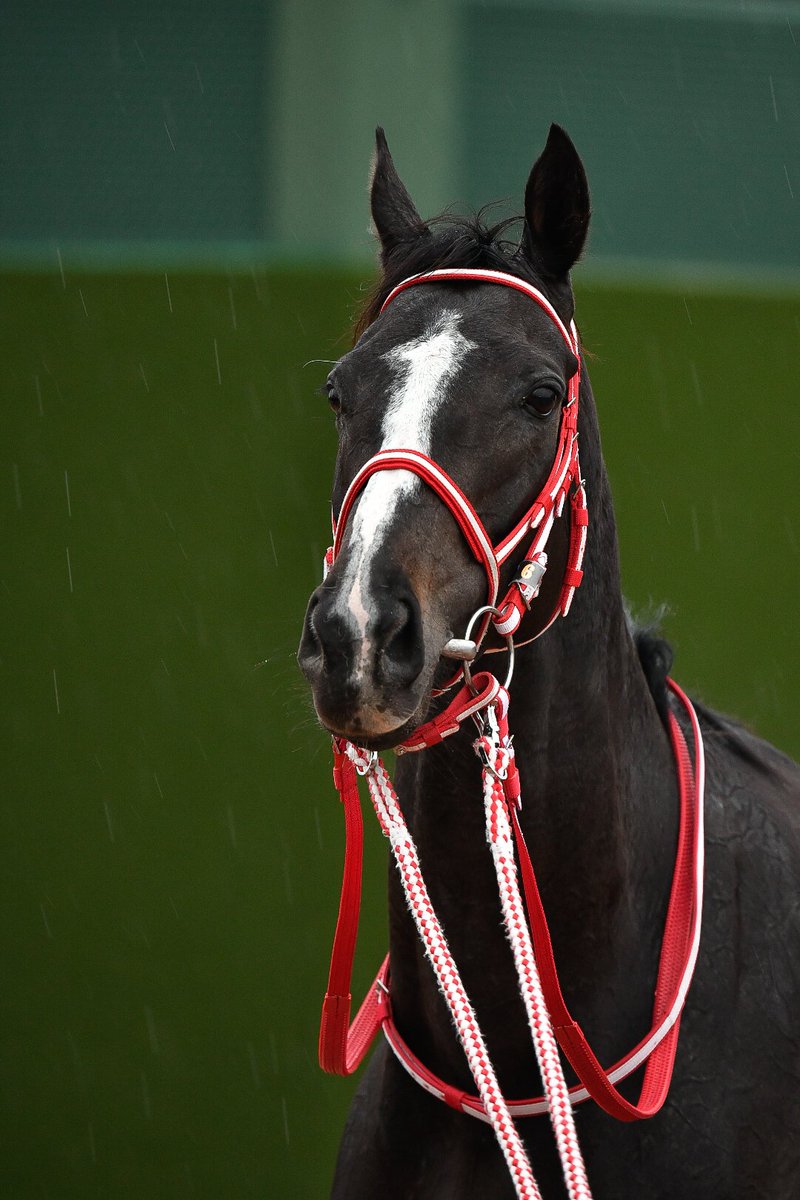 リ*ー様 矢作厩舎　リスグラシュー　ジャケット Yahoo!オークション - 激レア リスグラシュー ブルゾン 矢作厩舎 非売