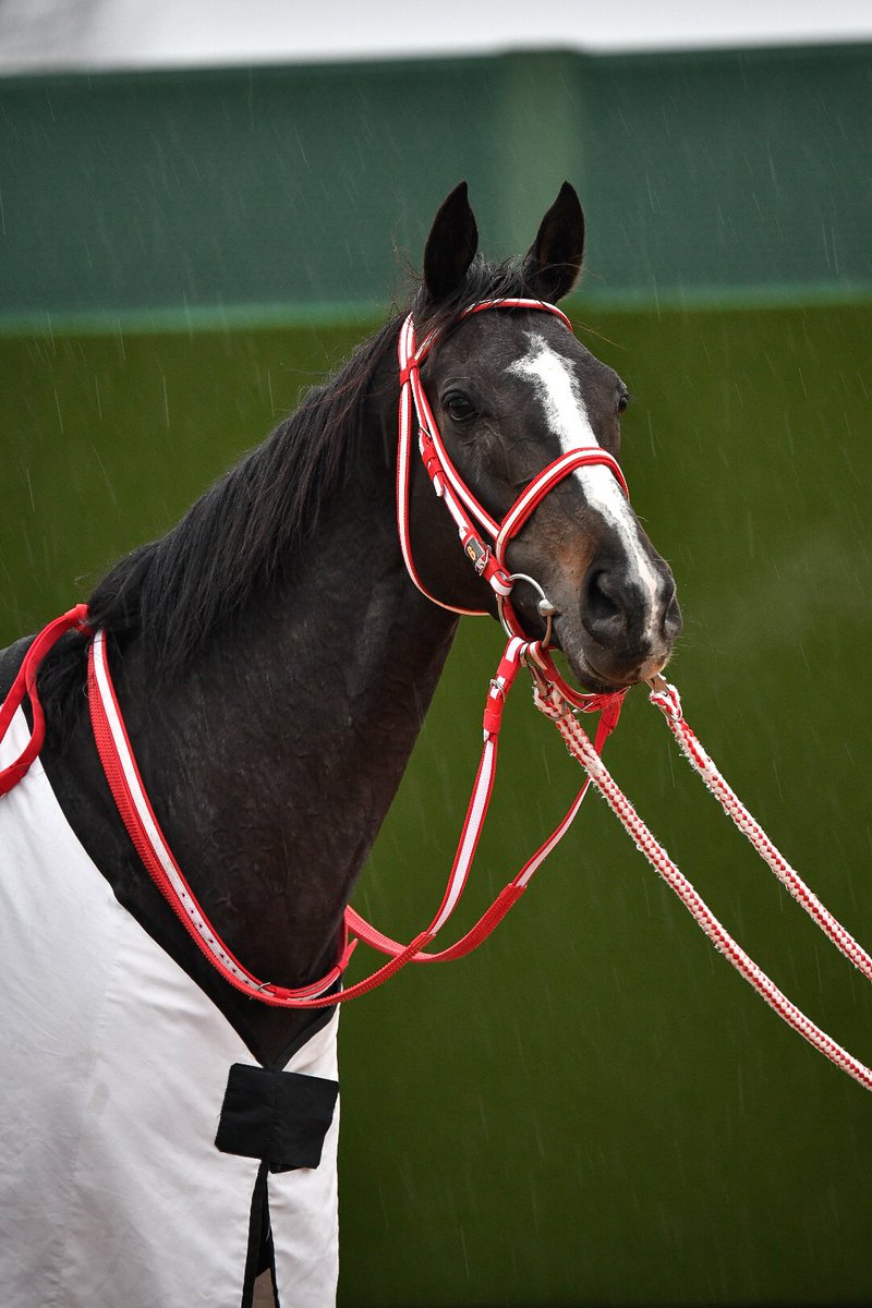 リスグラシュー四変化 優勝レイ 有馬記念馬着 裸 矢作厩舎馬着