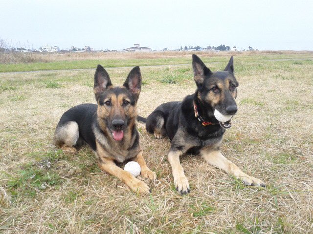 ট ইট র 嘱託警察犬 হ য শট য গ