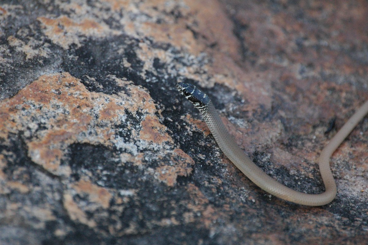 Sarah_Heinrich_'s tweet photo. how good is the camouflage of this little gem? #Delma #LeglessLizards #WildOz @Pablo_ecology https://t.co/nBvCPtgzm2