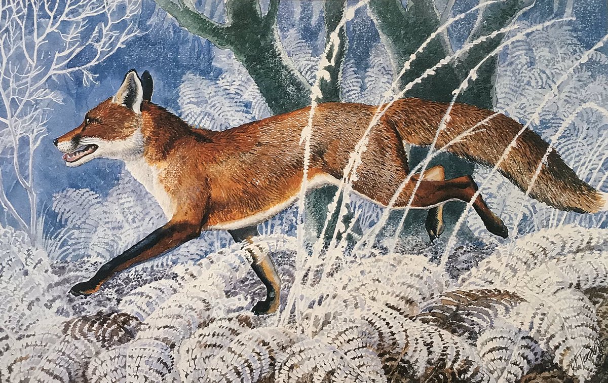 Good morning to @blaenafontours @DaveCarrera3 @BillsBaitShop @BrianPe07306064 @dawkins_paul @CazCutts1 and a very good evening to you Graham

'Fox' #CFTunnicliffe