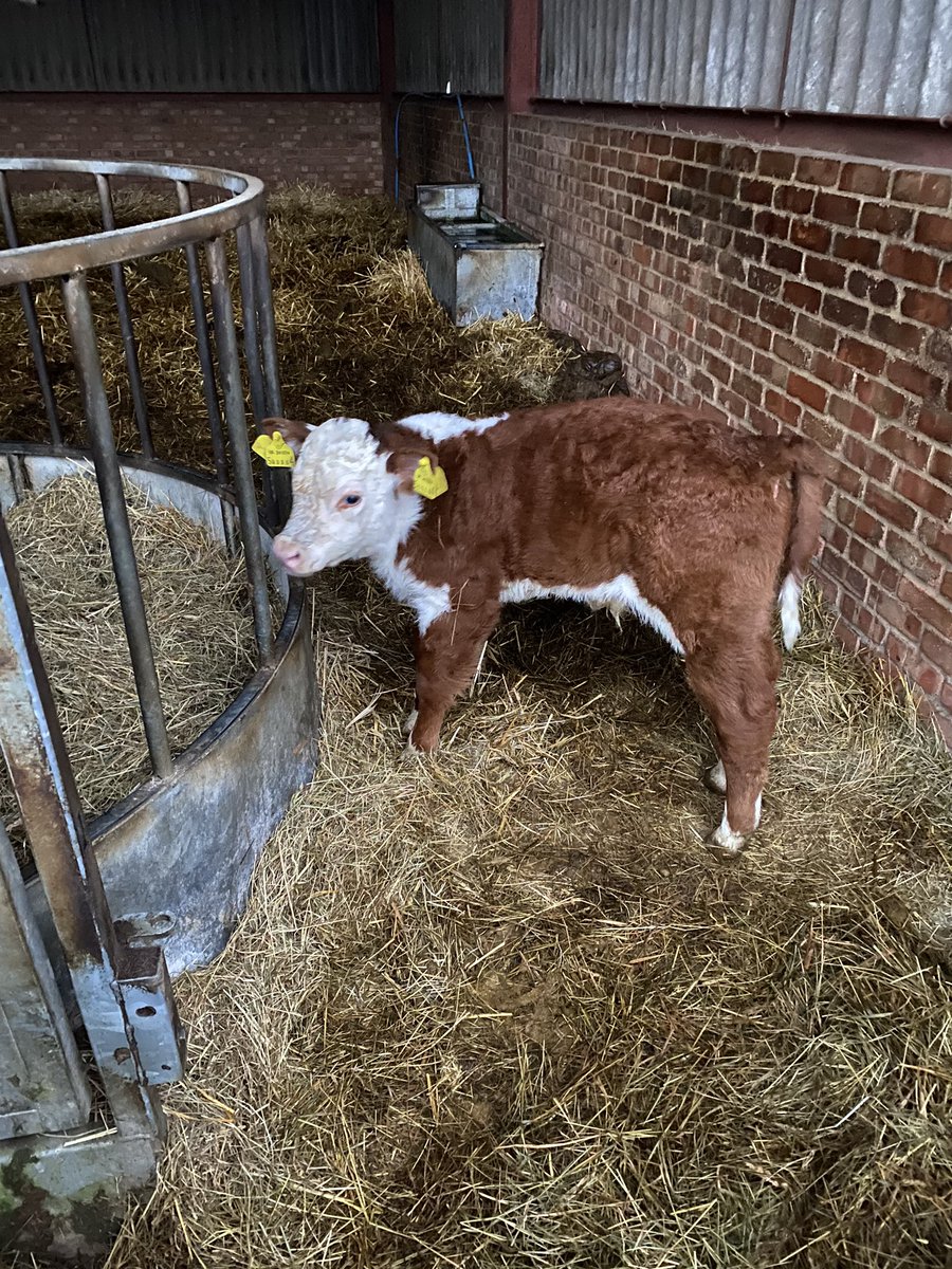 brexitcalf's tweet photo. Up early this morning &amp; can’t believe how much more rain there’s been outside. Mum tells me we came inside about a month earlier than normal. Hope @HertsFarmer made plenty of hay and straw to get us through the Winter. Unfortunately I’m told we can’t blame the weather on politics https://t.co/MjgjbvNs8X