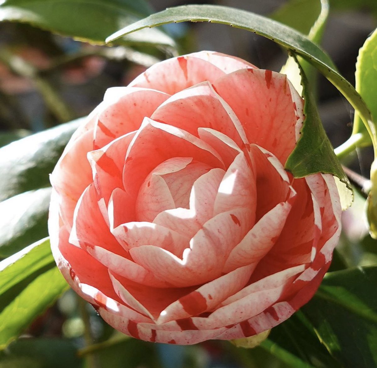 الورود هي أمل الحياة

وبها تهذّب النّفس والرّوح

كلّما نظرنا لها نتعلّم درساً جديداً

فسبحان من أبدعها

.