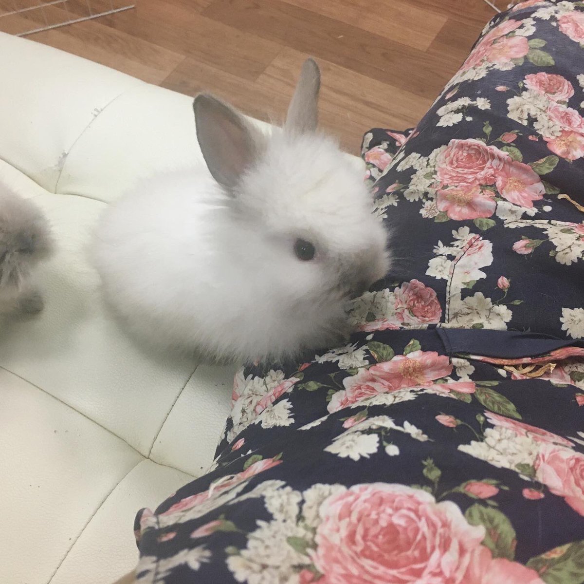 うさぎカフェ うさぎ専門店 White Rabbit Twitterissa お膝に乗るとまだ手のひらサイズなのが分かりますね しかもモコモコなので 中身はまたちっちゃい 残念ながら茶色ちゃんだけお膝に乗らず ゆっくりいこうね 他2羽はピョンピョン乗って楽しそう