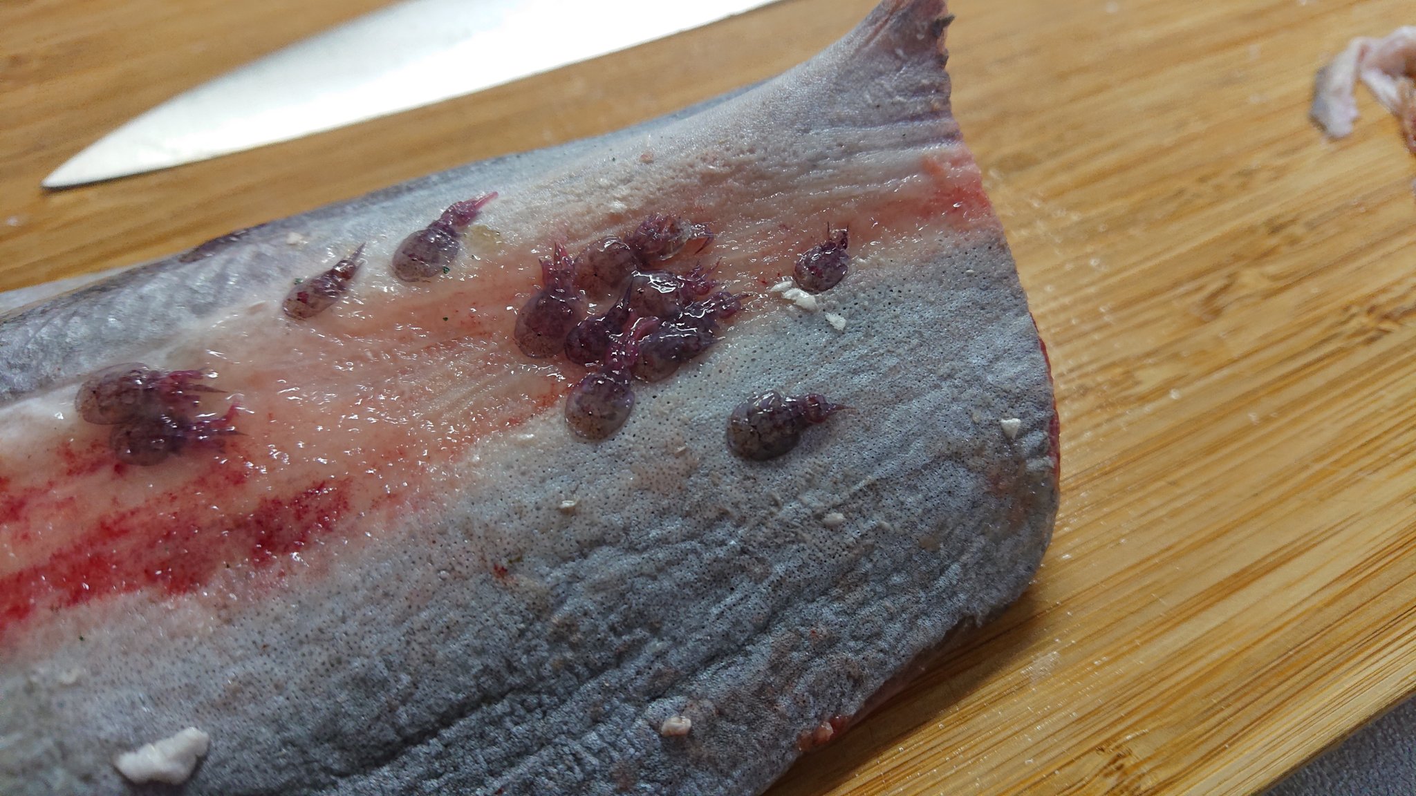受験生のながおさ メカジキの寄生虫 分かる方おられますか メカジキの腹部臀鰭付近 にいます T Co Ezflhamoqa Twitter