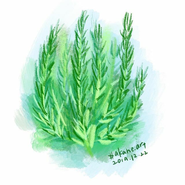 Akane Art Rosemary ローズマリー 香草 ハーブ Herbs Akane Art イラスト Illustration Drawing Art Painting Procreate 一日一絵 Onesktchaday Onedrawingaday 365drawings T Co Zl0pffuabd T Co Mrmoxgvmrq Akane Art Rosemary ローズマリー 香草 ハーブ Herbs Akane Art イラスト Illustration Drawing Art Painting Procreate 一日一絵 Onesktchaday Onedrawingaday 365drawings T Co Zl0pffuabd T Co Mrmoxgvmrq