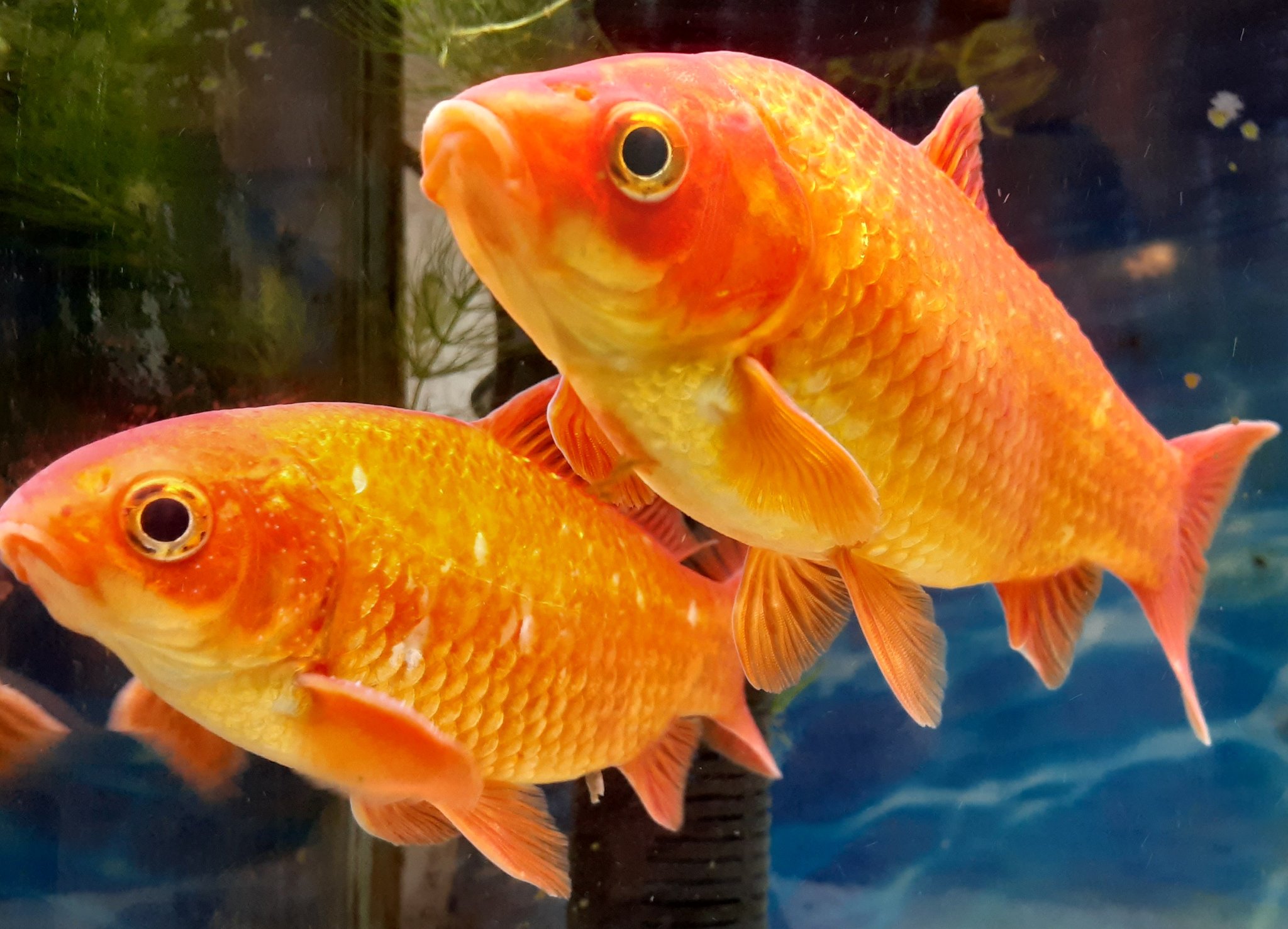 金魚の繁殖 Twitter Search Twitter