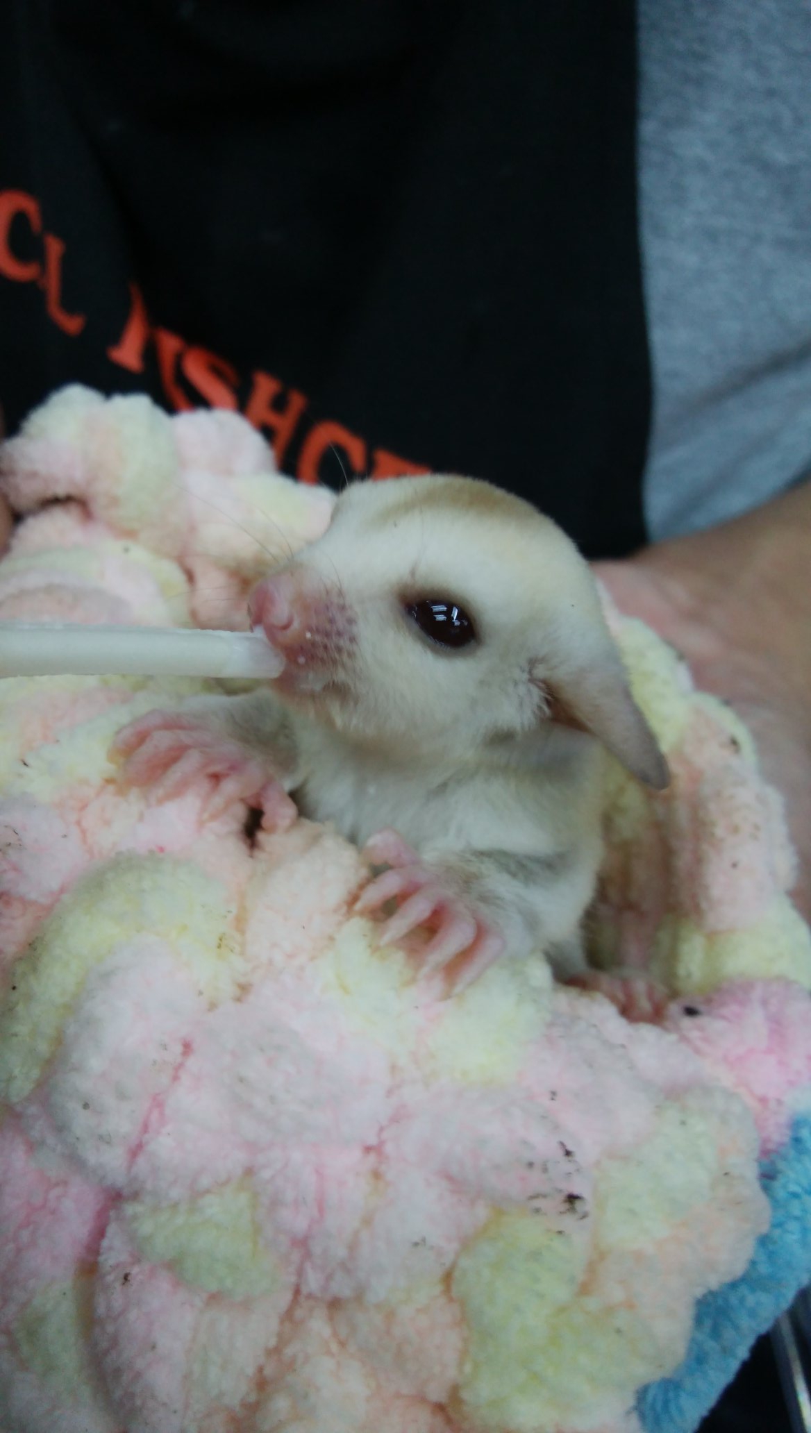 Pd熱帯魚センター小動物部 Pd Fishcenter Twitter