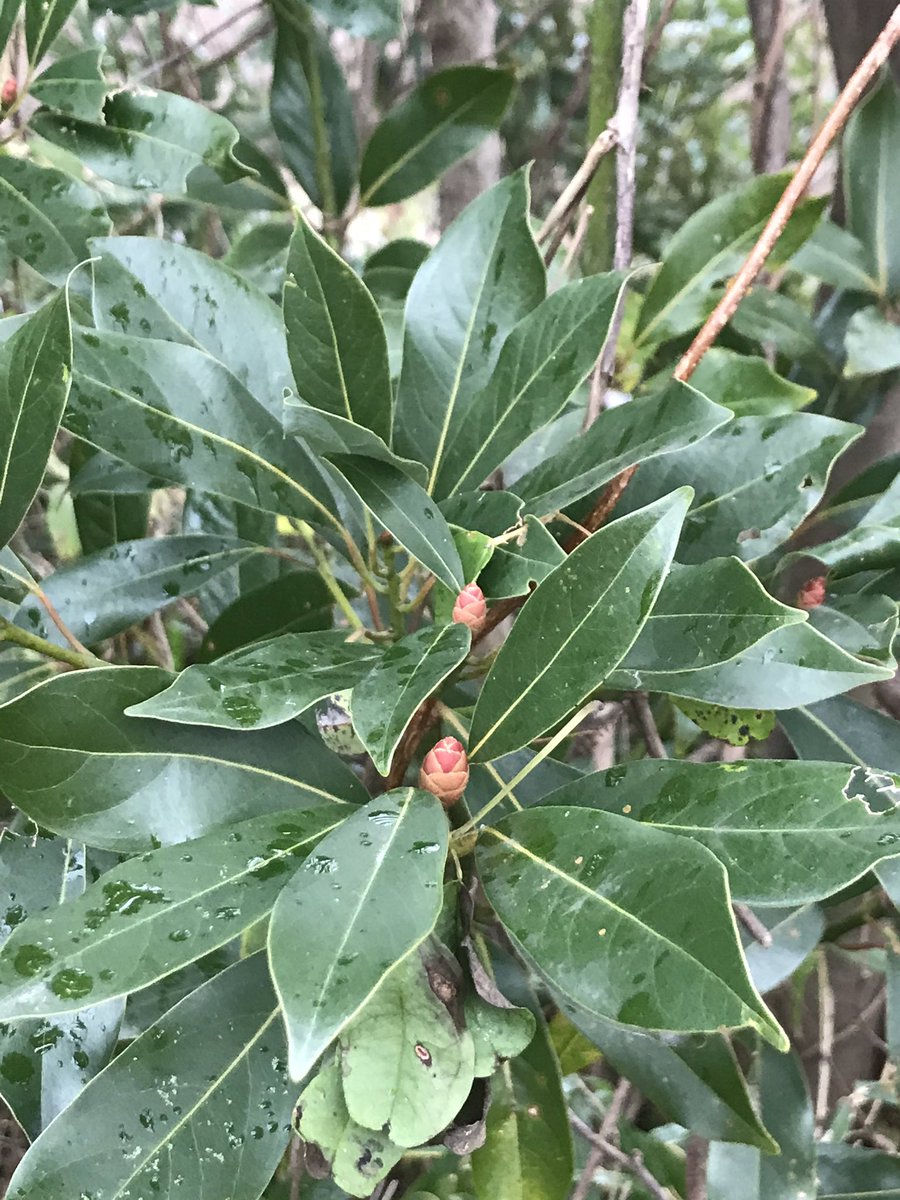 ট ইট র ヒメ タブノキ もクスノキ科 冬芽がもう目立ってきました 花と葉を包み込んでいる混合芽なので 大きい 赤い色も艶やかなみどりの 葉の中できれいです