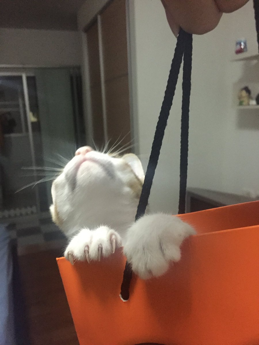 minptnk's tweet photo. #รีวิวแมว2019 รับแมวจาก @CatsterClub  อายุ 2 เดือน ร้านบอกเรียบร้อยมากเหมือนผ้าพับไว้ เรียบร้อยจริงแหละ แค่ในร้าน พอพากลับบ้านเท่านั้นแหละ .. https://t.co/iXUBOk5lzV