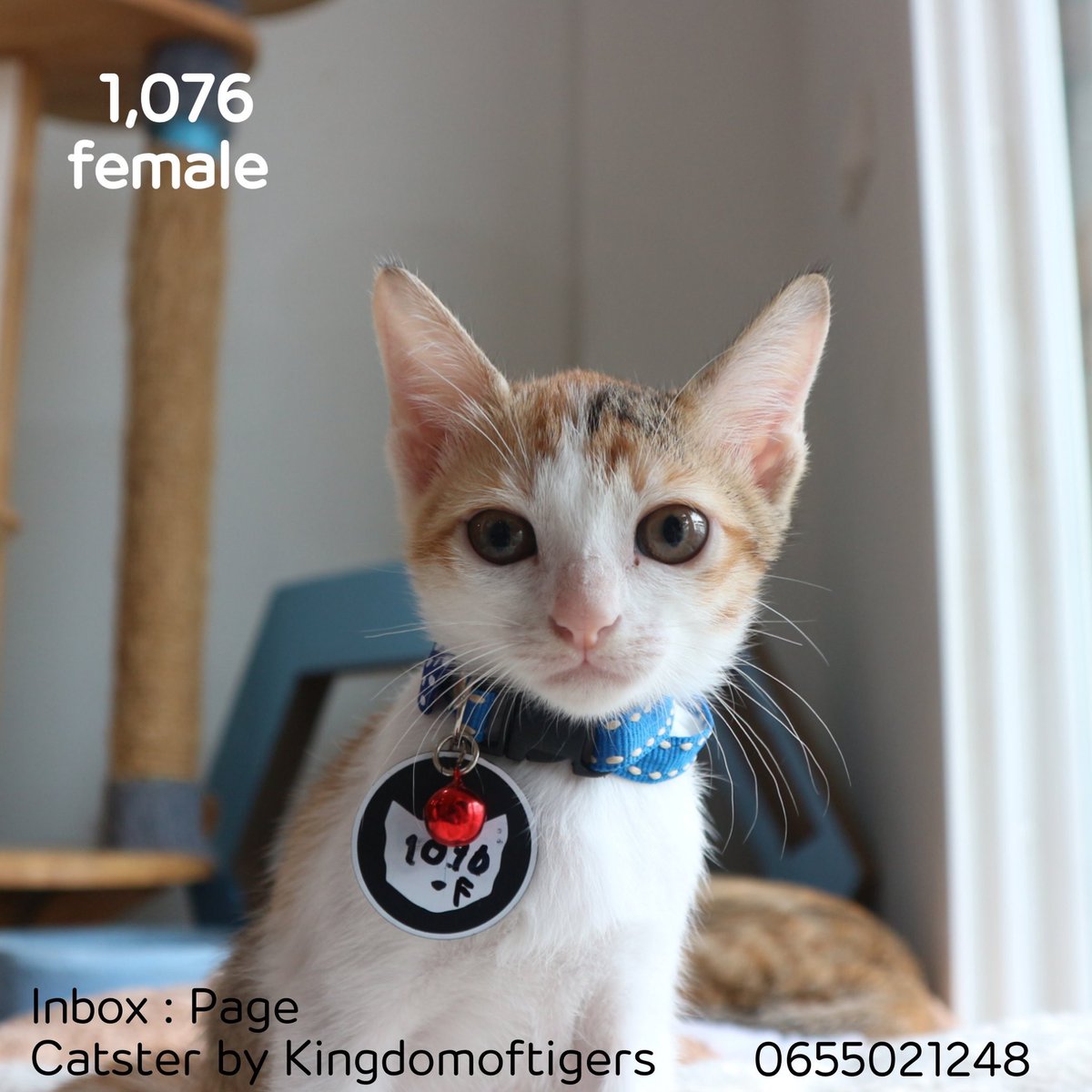 minptnk's tweet photo. #รีวิวแมว2019 รับแมวจาก @CatsterClub  อายุ 2 เดือน ร้านบอกเรียบร้อยมากเหมือนผ้าพับไว้ เรียบร้อยจริงแหละ แค่ในร้าน พอพากลับบ้านเท่านั้นแหละ .. https://t.co/iXUBOk5lzV