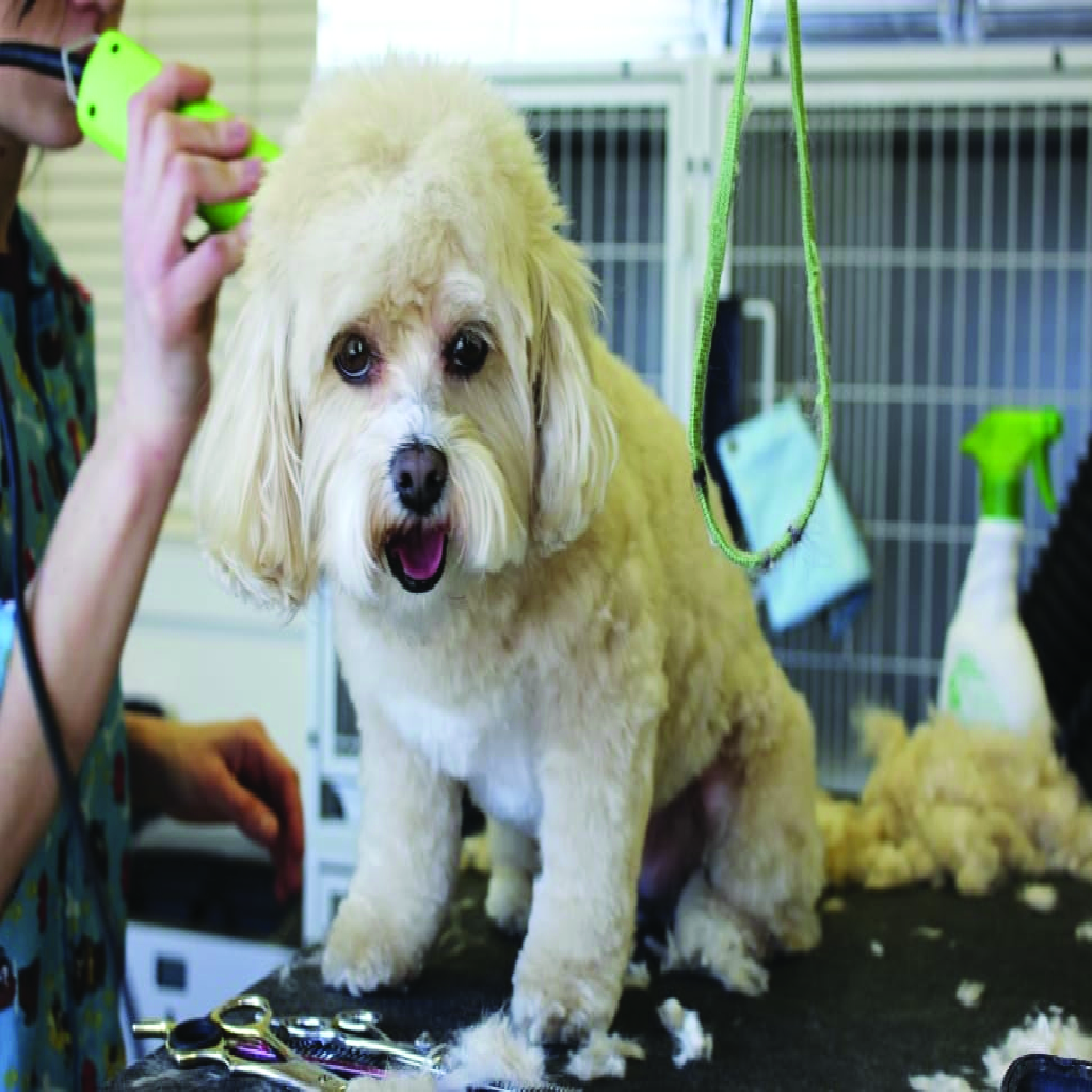heaven_services's tweet photo. Your buddy might be feeling discomfort in his/her hair due to hot sunny days
or having fleas on his hair causing him to scratch that may harm their skin.

Have a peek for our GROOMING service in our website.

Website link: https://t.co/JYRNYla9W5 https://t.co/r7Ehz61ofH