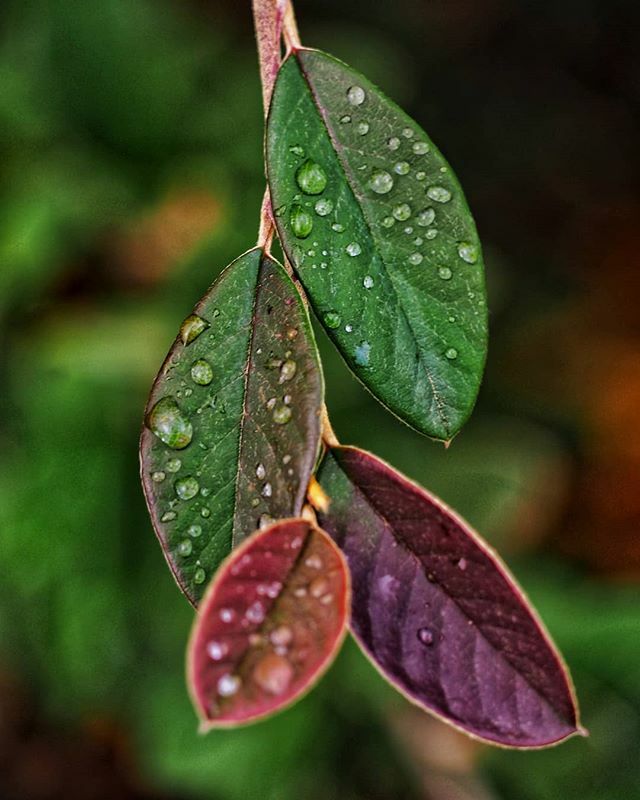 fjrubiales's tweet photo. 💦🍂
.
.
#macro #drops #macrophotography #капли #waterdrops #drops_creative #raindrops #drop #drops_perfection #macro_perfection #outdoors #insect #hiking #macro_captures #naturelover #water #instanature #macroworld_tr #closeup #macroclique #macro_visi… https://t.co/w0GQQ8ZEV1 https://t.co/oK3Cjxn20d