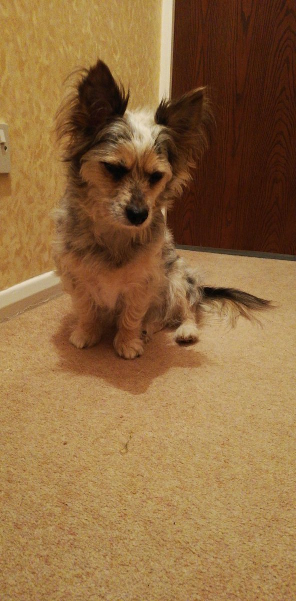 FreyjaMarsh's tweet photo. Smallscruffy whiskey bear 🐕🐾 https://t.co/G0WezUFEuC