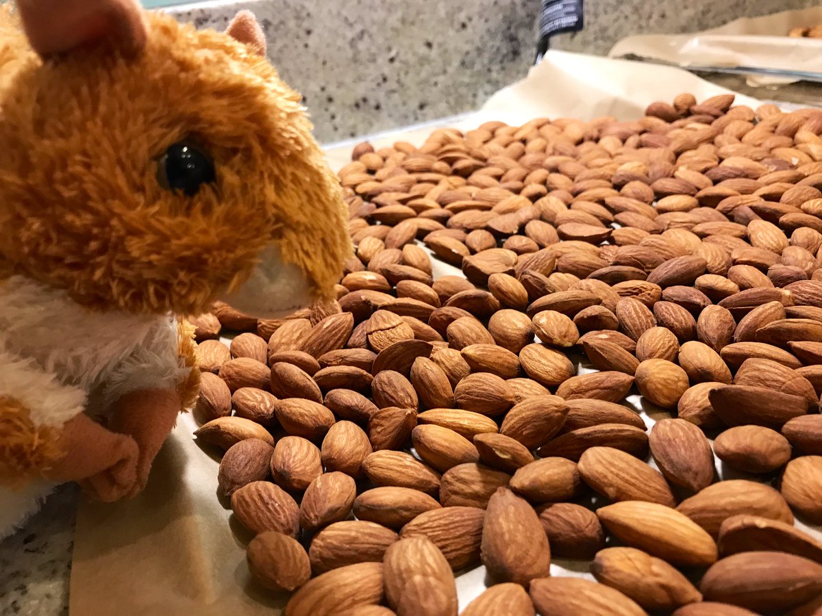 AGMSquirrel tweet media