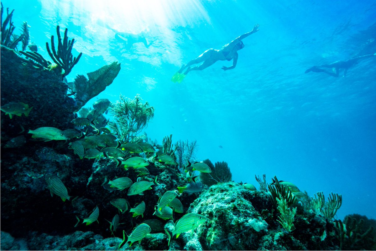 Islander_Resort's tweet photo. In the Keys, we devotin' full time to floatin' under the sea!  

Book today: https://t.co/W50UQatlky https://t.co/Hmc6UrQFlw