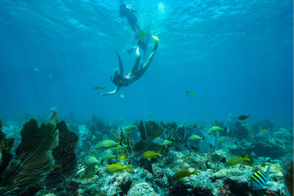 Islander Resort (@islander_resort) on Twitter photo In the Keys, we devotin' full time to floatin' under the sea!  
Book today: islanderfloridakeys.com/reservations/ In the Keys, we devotin' full time to floatin' under the sea!  
Book today: islanderfloridakeys.com/reservations/