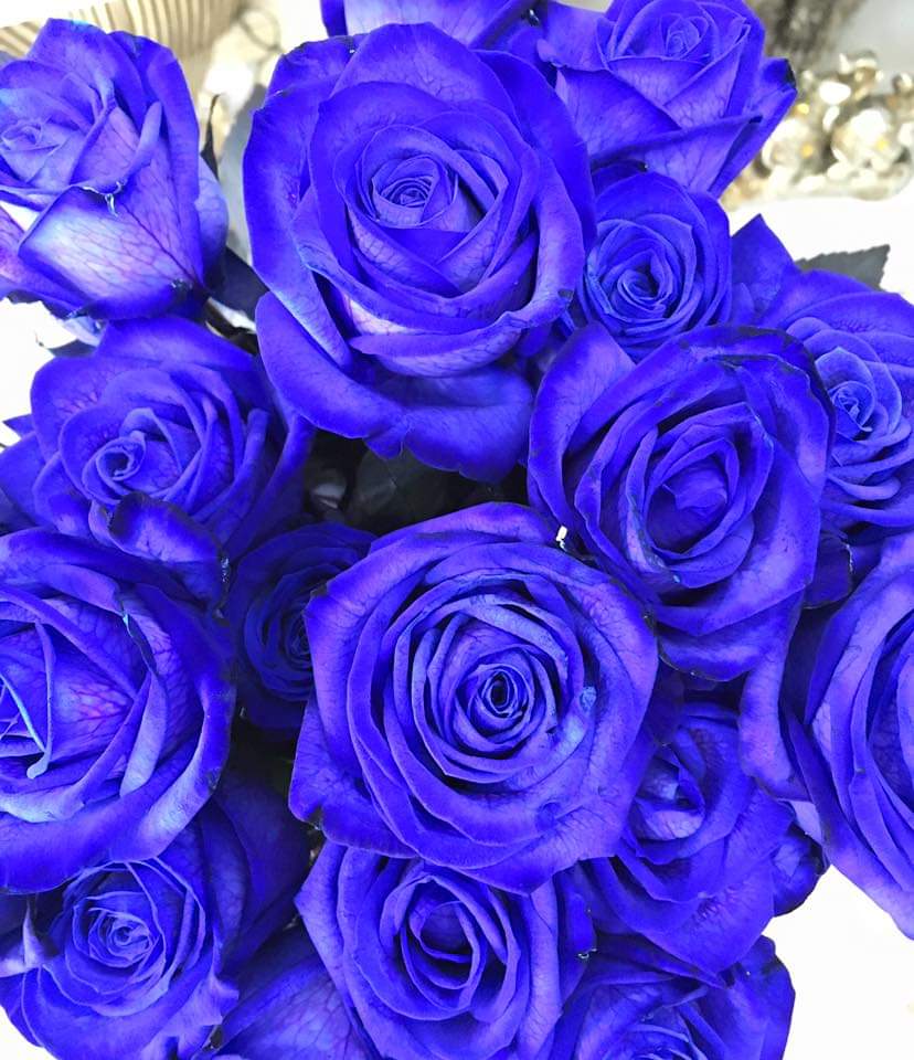 Souli_Bird's tweet image. Thanks so much Sadie 🌊🌊💙💙