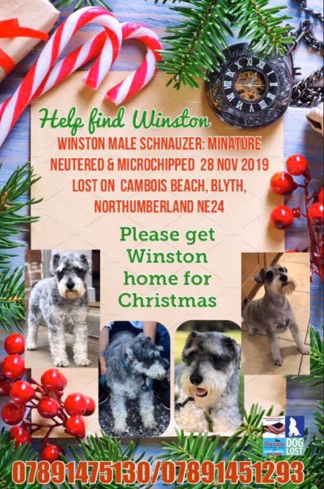knights_millie's tweet image. PleSe share - this pup has been missing for 3 weeks and if he’s out there is cold and wet and he needs to be found #helpfindwinston #SchnauzerGang