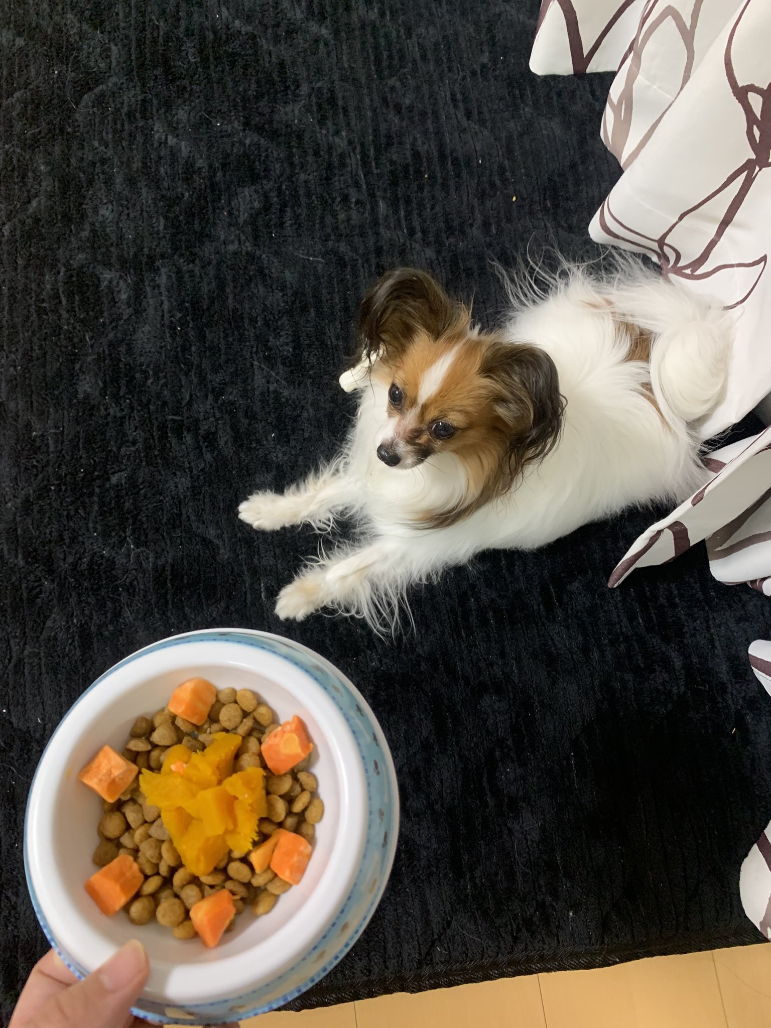 みぃ かぼちゃ と にんじんを貰ったわ とってもうまうまよ パピヨン はる 3歳9ヶ月 冬至 んのつく食べ物 南瓜人参ロイヤルカナン T Co Mxymli1a2v Twitter
