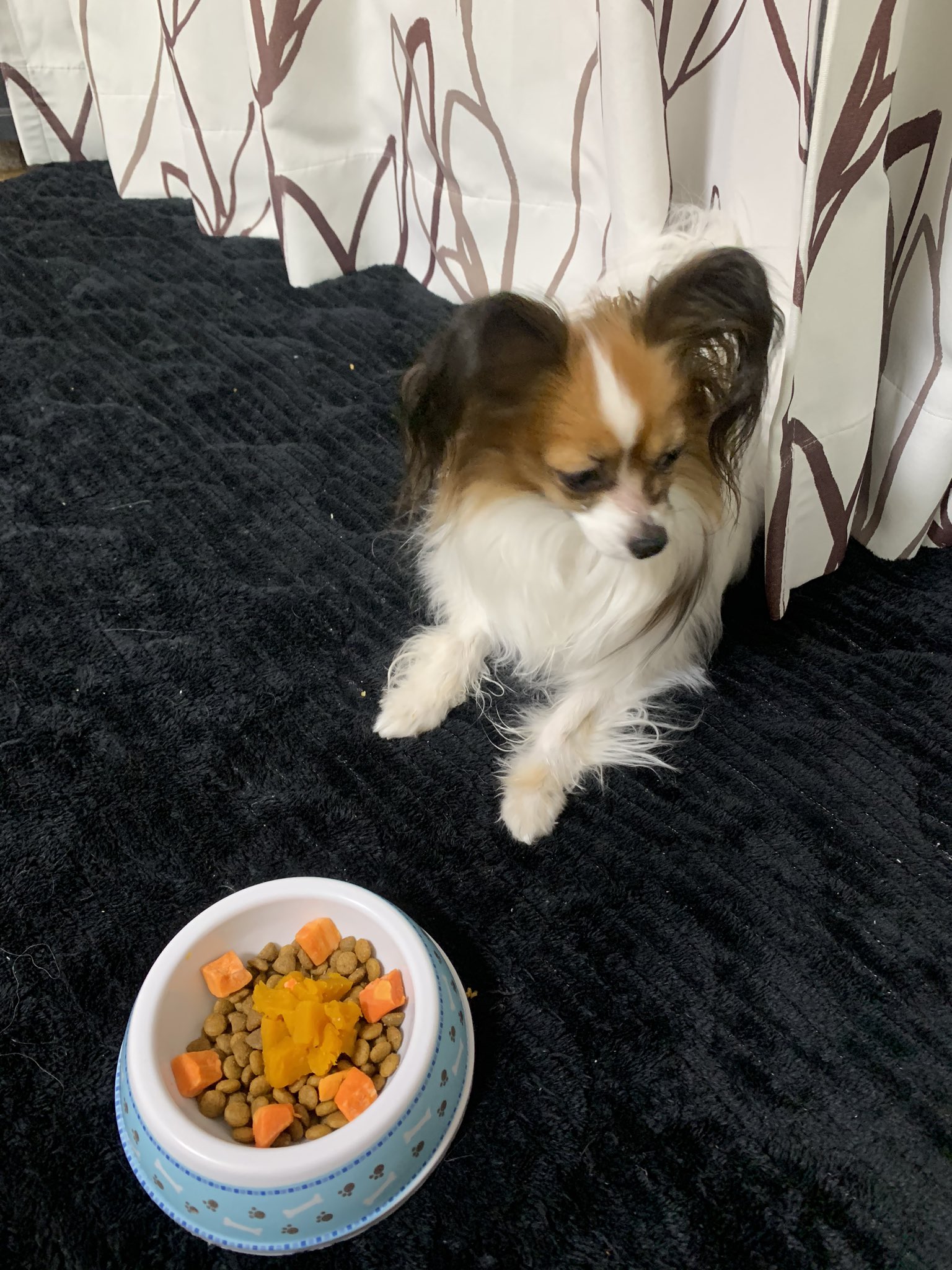 みぃ かぼちゃ と にんじんを貰ったわ とってもうまうまよ パピヨン はる 3歳9ヶ月 冬至 んのつく食べ物 南瓜人参ロイヤルカナン T Co Mxymli1a2v Twitter