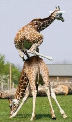 animalsbgrindin's tweet photo. Giraffes playing jenga #AnimalsDoingStuff https://t.co/ZMpbJHzPgJ