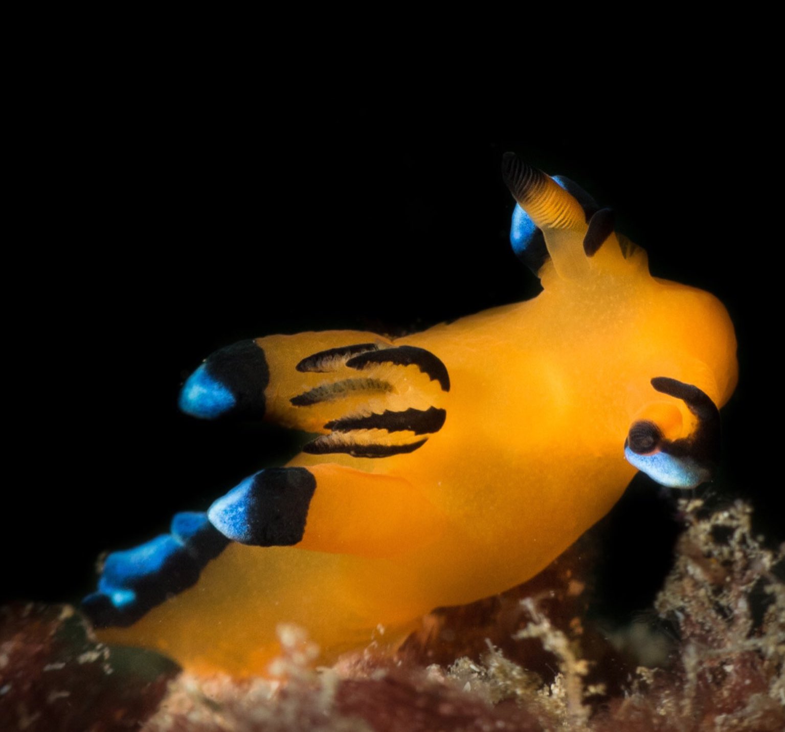 甘木零 オーストラリアにはリアルピカチュウがいる ブラッシュテールオポッサムには キンポウゲ と呼ばれる毛色の希少個体が時折現れるのだそうです ピカチュウウミウシことウデフリツノザヤウミウシよりもカミナリポケモンの幼体そっくりだと思い